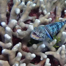 Bluestreak Cleaner Wrasse, photo 2