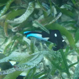 Bluestreak Cleaner Wrasse, photo 3