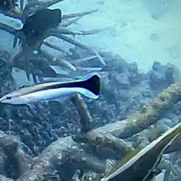 Bluestreak Cleaner Wrasse, photo 4