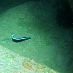 Bluestreak Cleaner Wrasse, photo 5