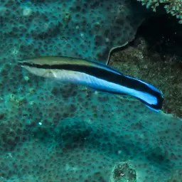 Bluestreak Cleaner Wrasse, photo 6