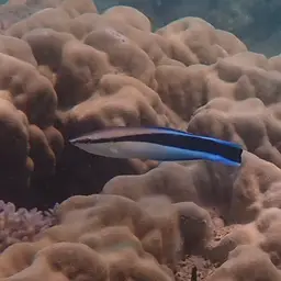 Bluestreak Cleaner Wrasse, photo 7