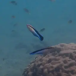 Bluestreak Cleaner Wrasse, photo 8