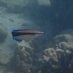 Bluestreak Cleaner Wrasse, photo 9
