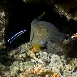 Bluestreak Cleaner Wrasse, photo 10