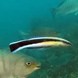 Bluestreak Cleaner Wrasse, photo 11