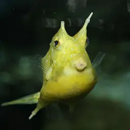 Long-horned Cowfish, photo 1