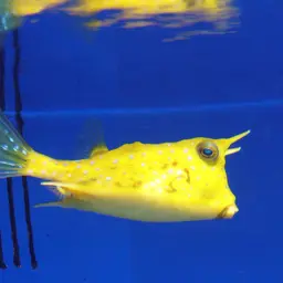Long-horned Cowfish, photo 2