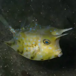 Long-horned Cowfish, photo 3