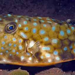 Long-horned Cowfish, photo 5