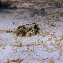 Long-horned Cowfish, photo 6