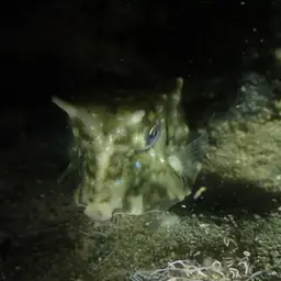 Long-horned Cowfish, photo 7