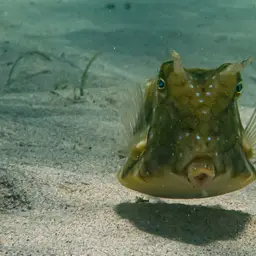 Long-horned Cowfish, photo 8
