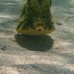 Long-horned Cowfish, photo 9