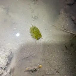 Long-horned Cowfish, photo 11