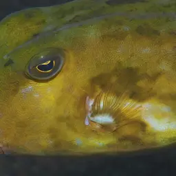 Many-spined Cowfish