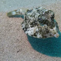 Many-spined Cowfish, photo 2