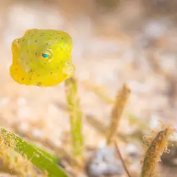 Many-spined Cowfish, photo 4
