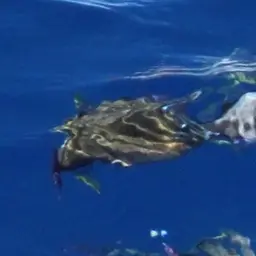 Many-spined Cowfish, photo 5