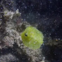 Many-spined Cowfish, photo 6