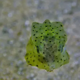 Many-spined Cowfish, photo 7