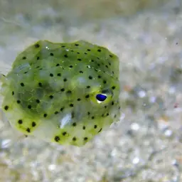 Many-spined Cowfish, photo 8