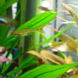 Jelly Bean Tetra, photo 1