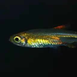 Jelly Bean Tetra, photo 2