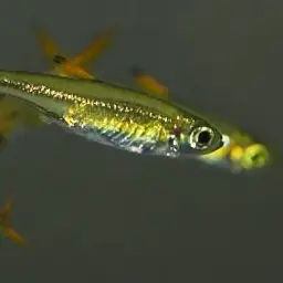 Jelly Bean Tetra, photo 3