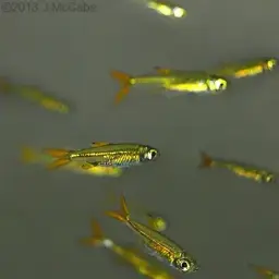 Jelly Bean Tetra, photo 4