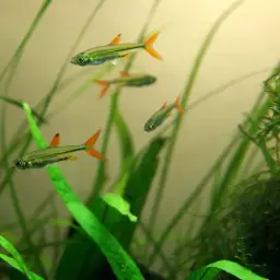 Jelly Bean Tetra, photo 5