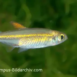 Jelly Bean Tetra, photo 6