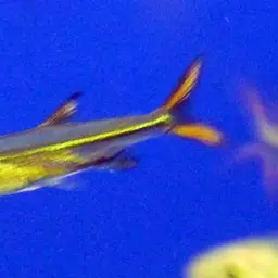Jelly Bean Tetra, photo 7