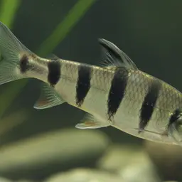Black-banded Headstander