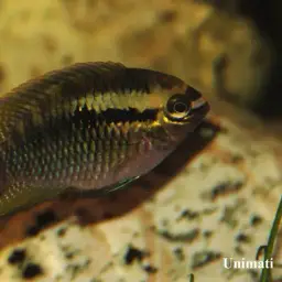 Redbreast Acara, photo 1