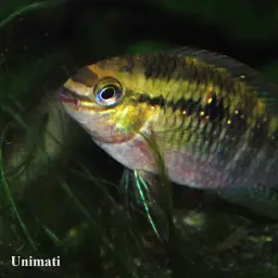 Redbreast Acara, photo 2