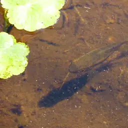 Redbreast Acara, photo 3