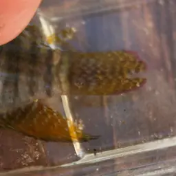 Redbreast Acara, photo 5