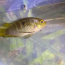 Redbreast Acara, photo 6