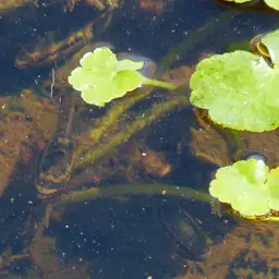 Redbreast Acara, photo 8