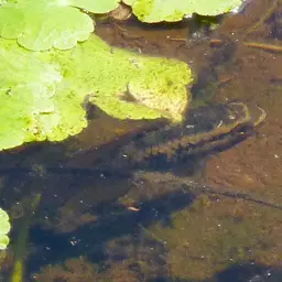 Redbreast Acara, photo 9