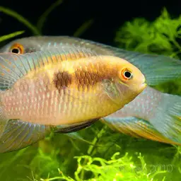 Orangeflossen, photo 6