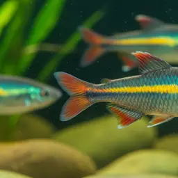 Lake Tebera Rainbowfish, photo 10