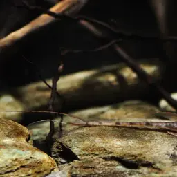 Sturgeon Catfish, photo 2