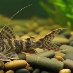 Sturgeon Catfish, photo 1