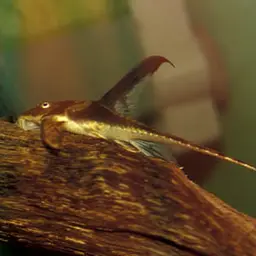 Cowboy Whiptail, photo 1