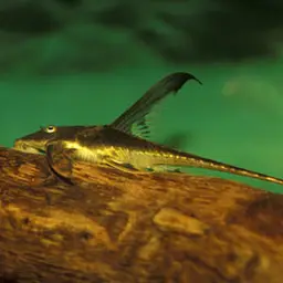 Cowboy Whiptail, photo 2