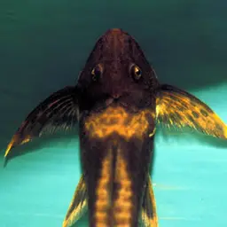 Cowboy Whiptail, photo 4