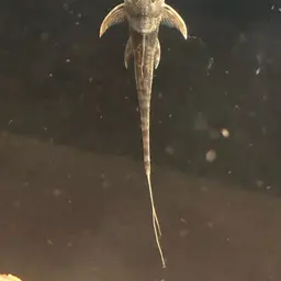 Cowboy Whiptail, photo 5