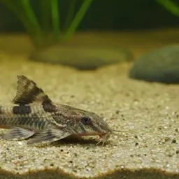 Cowboy Whiptail, photo 6